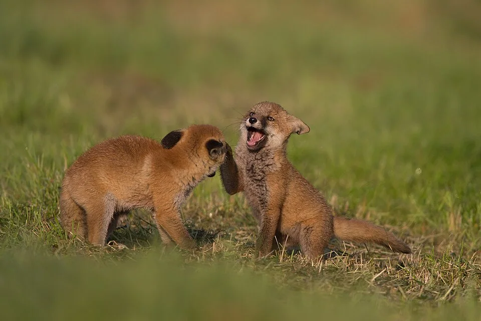Two young red foxes playing in a grassy clearing