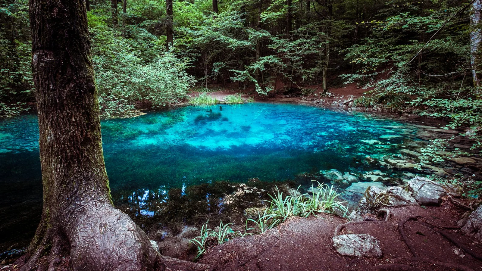 Turquoise Ochiul Beiului lake surrounded by forest