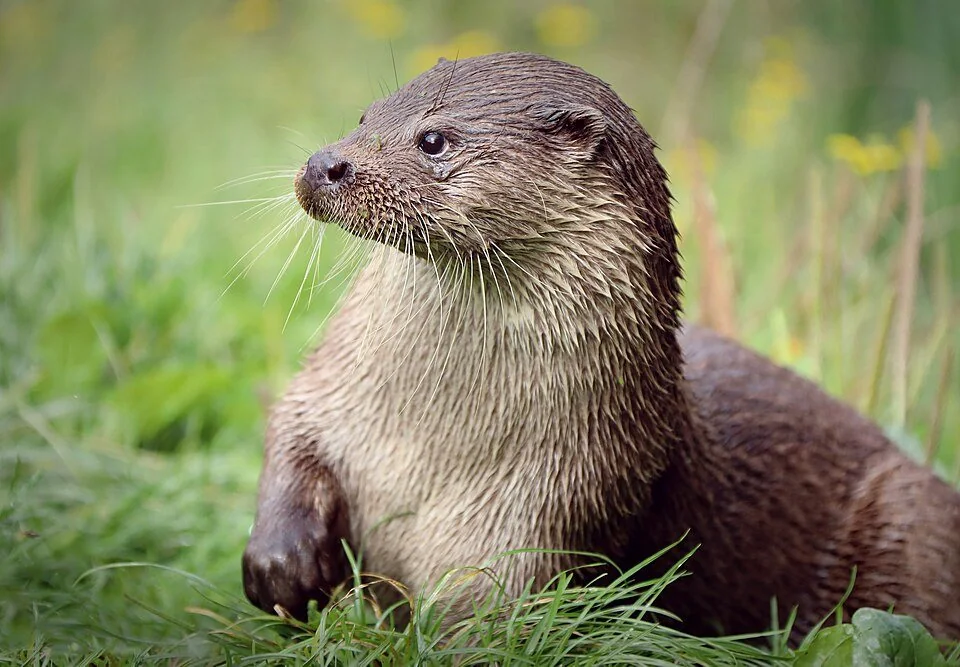 Portrait of a Eurasian otter beside water