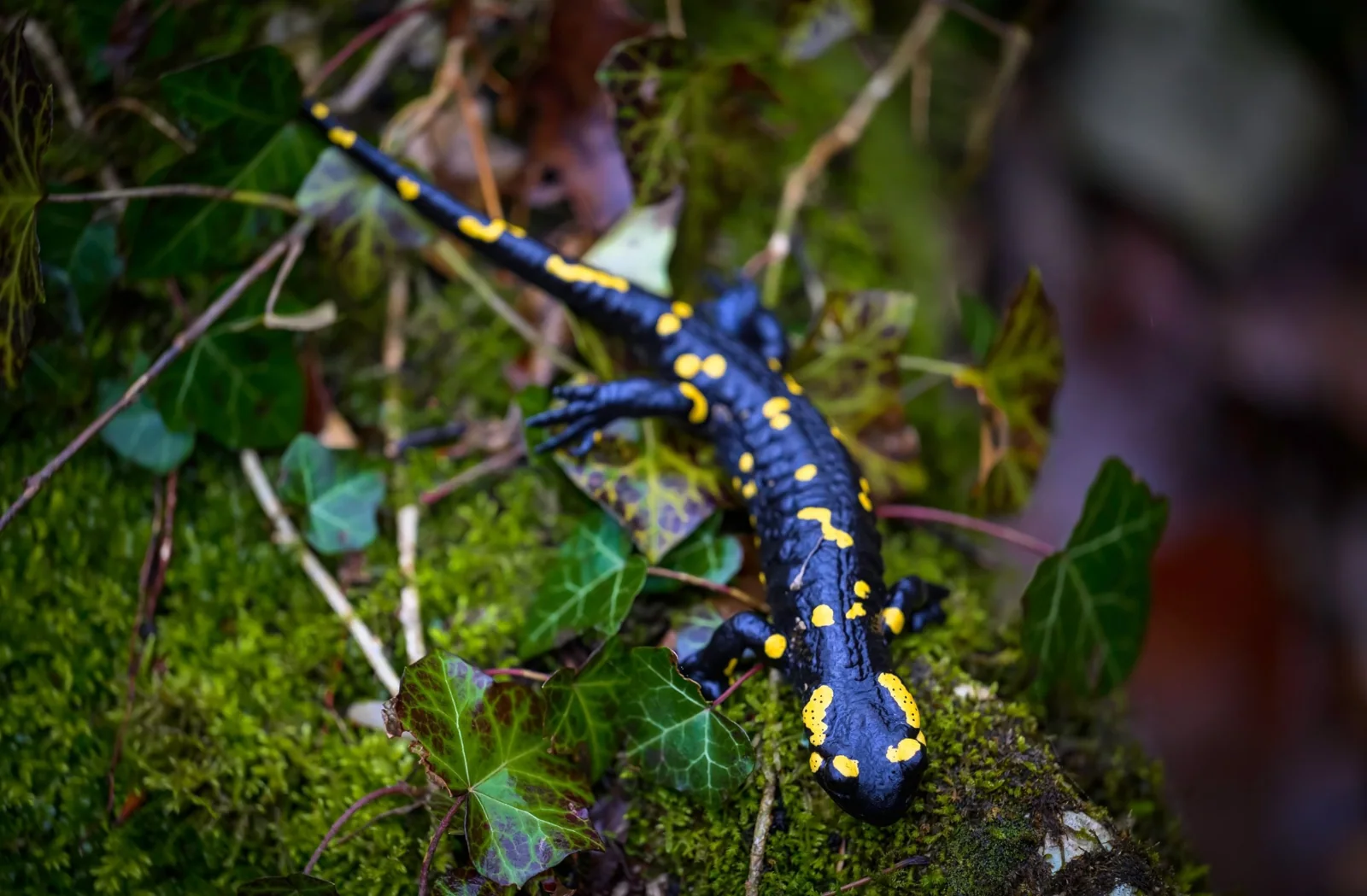 Black and yellow fire salamander among moss and forest leaves