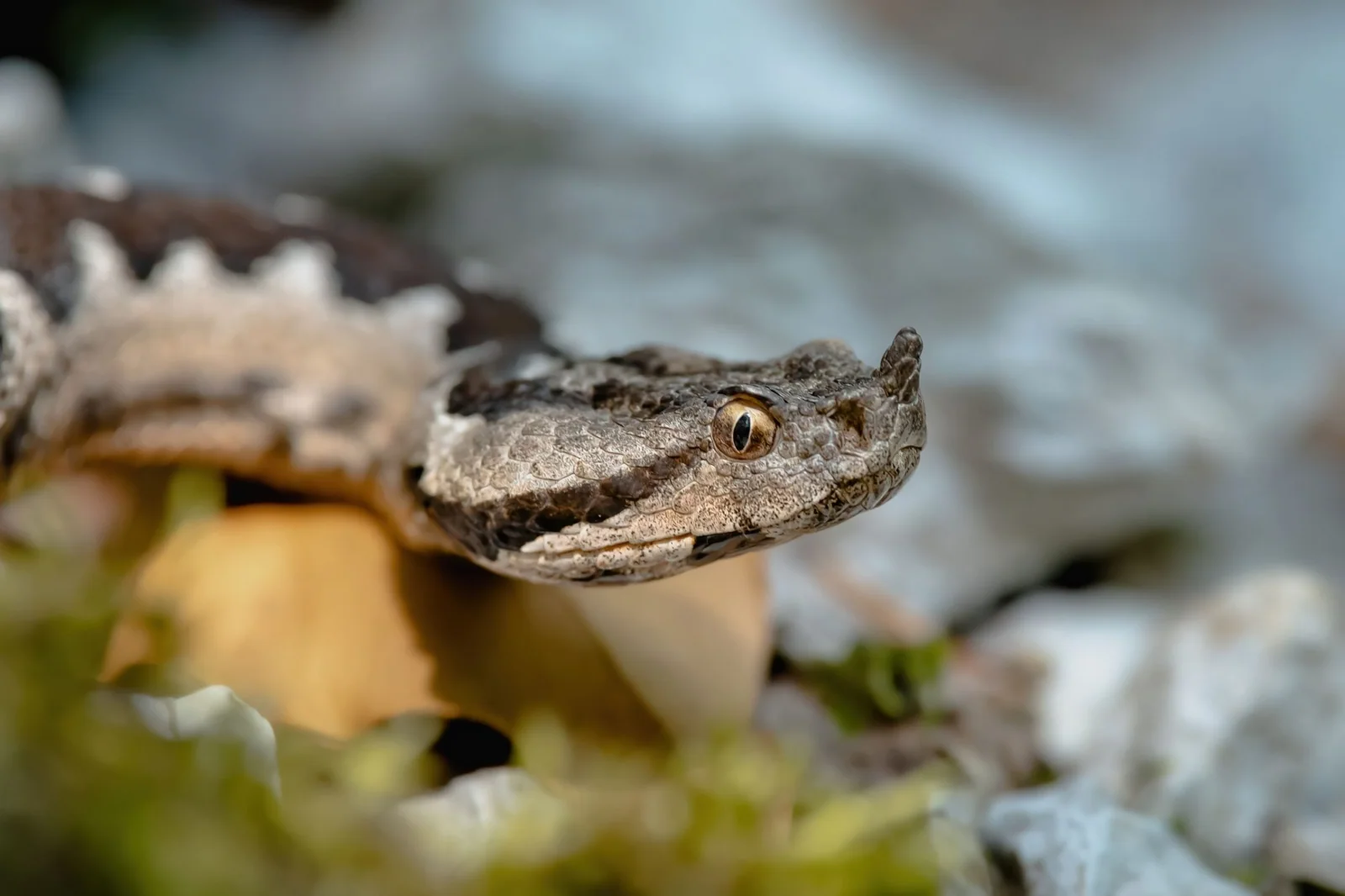 Close portrait of a nose-horned viper published in the national park photo gallery