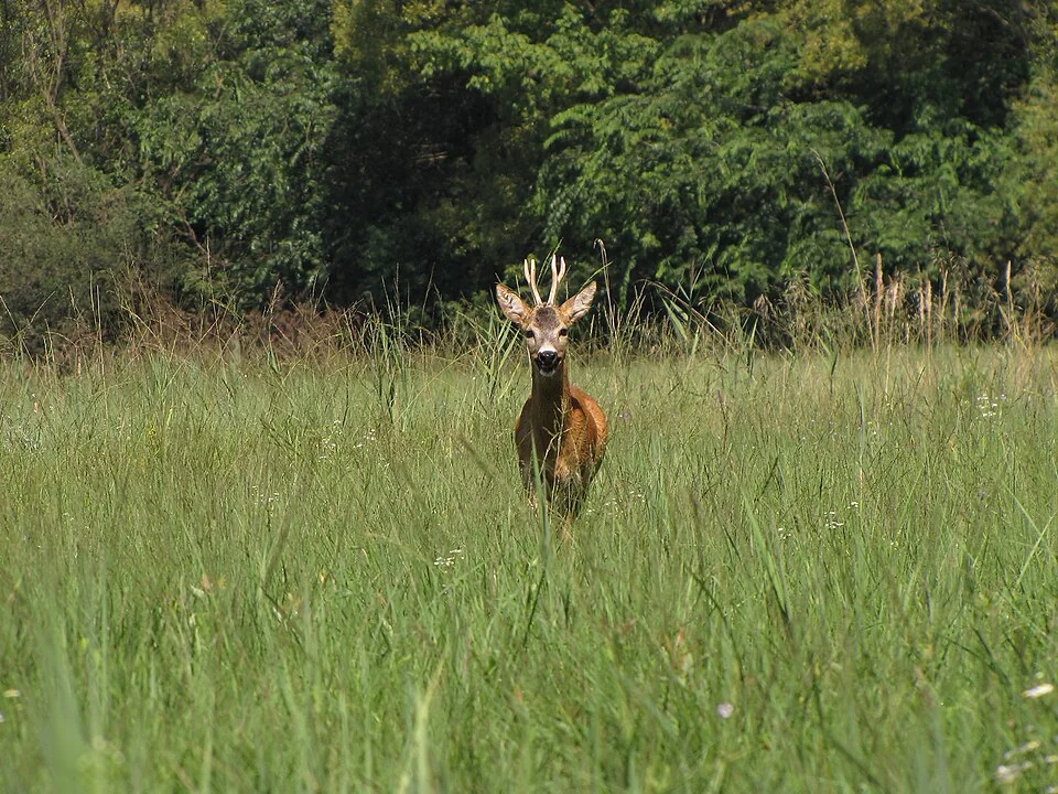 Roe deer buck standing in a green meadow at the edge of a forest