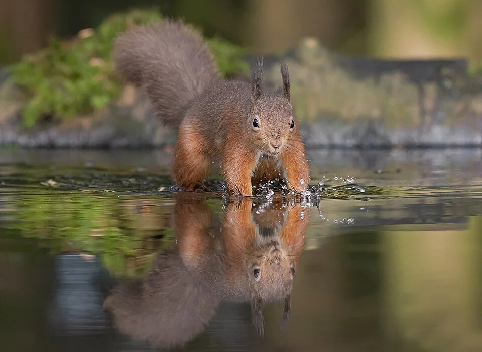 Red squirrel at the edge of a woodland pool, reflected in the water