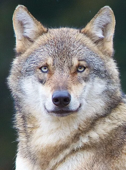Portrait of a European grey wolf with a thick grey and brown coat